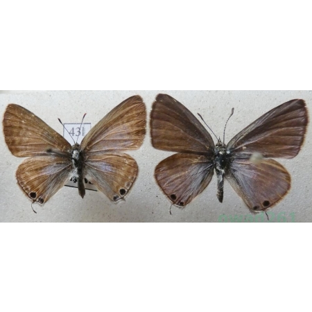 Lampides boeticus (Linnaeus, 1767) pair Modrogończyk białopręgi Croatia43l